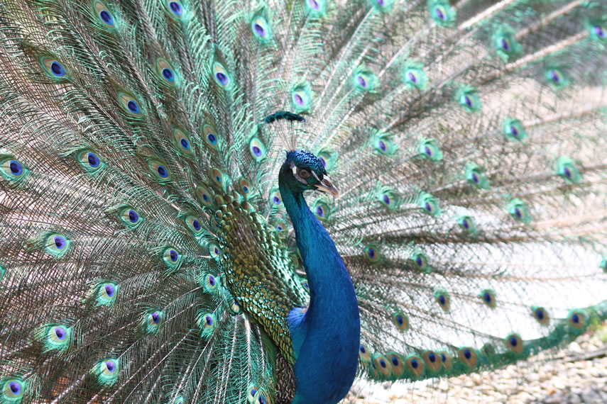 Agriturismo Carolina