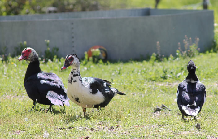 Agriturismo Carolina