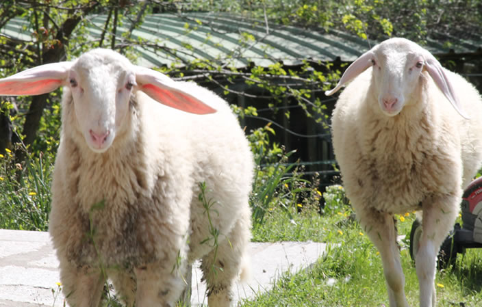 Agriturismo Carolina