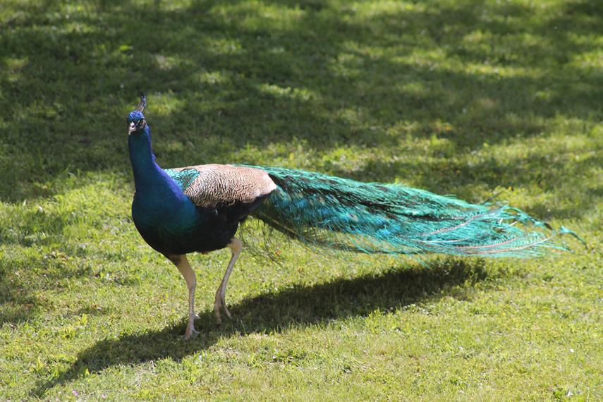 Agriturismo Carolina