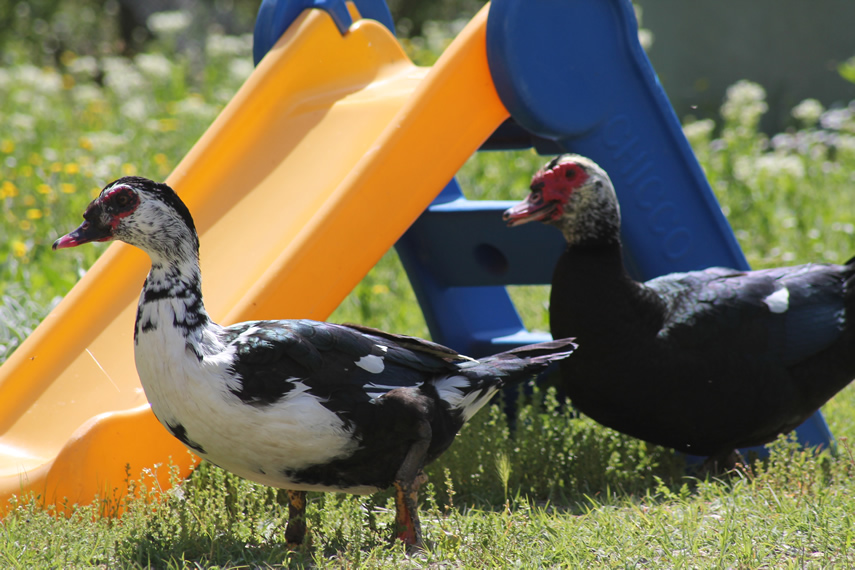 Agriturismo Carolina