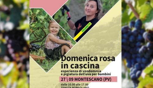 vendemmia tenuta borgolano